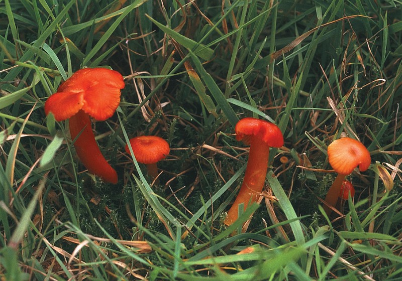 Hygrocybe subpapillata (door Rob Chrispijn)