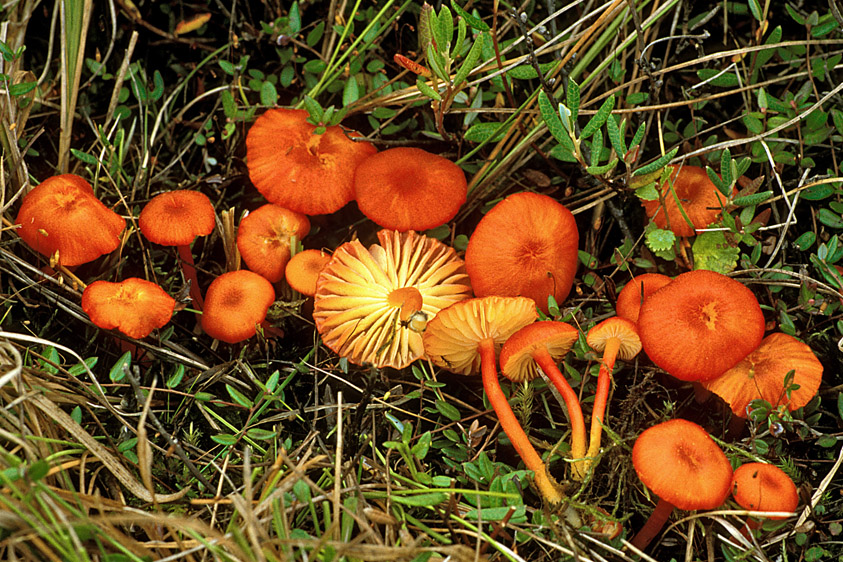 Hygrocybe substrangulata (door Henk Huijser)