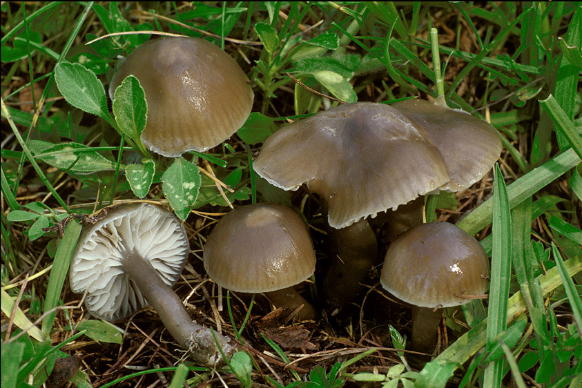 Hygrocybe irrigata (door Henk Huijser)