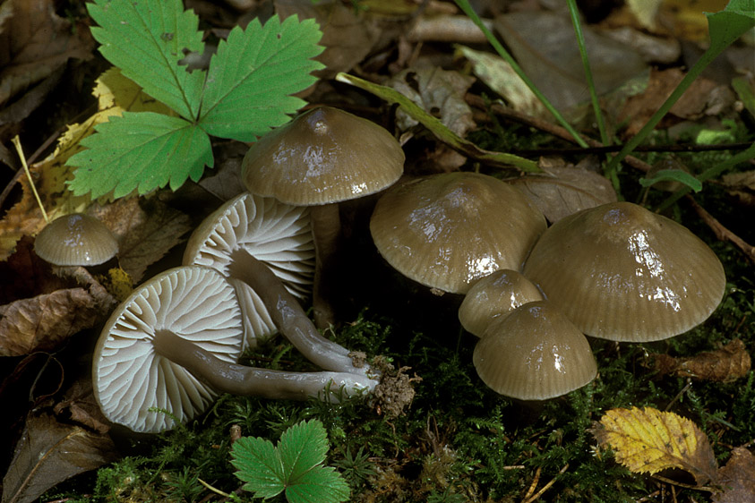 Hygrocybe irrigata (door Henk Huijser)