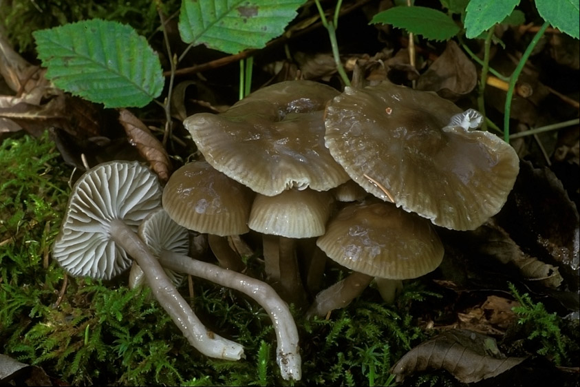 Hygrocybe irrigata (door Henk Huijser)