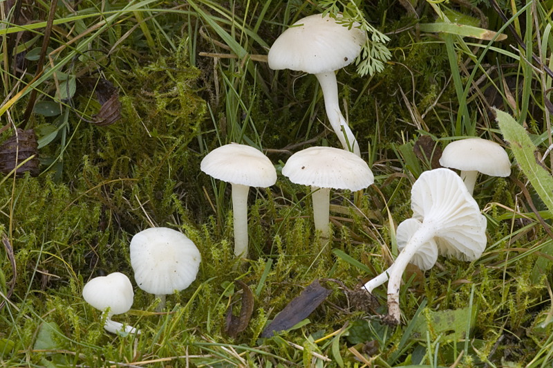 Hygrocybe virginea (door Nico Dam)