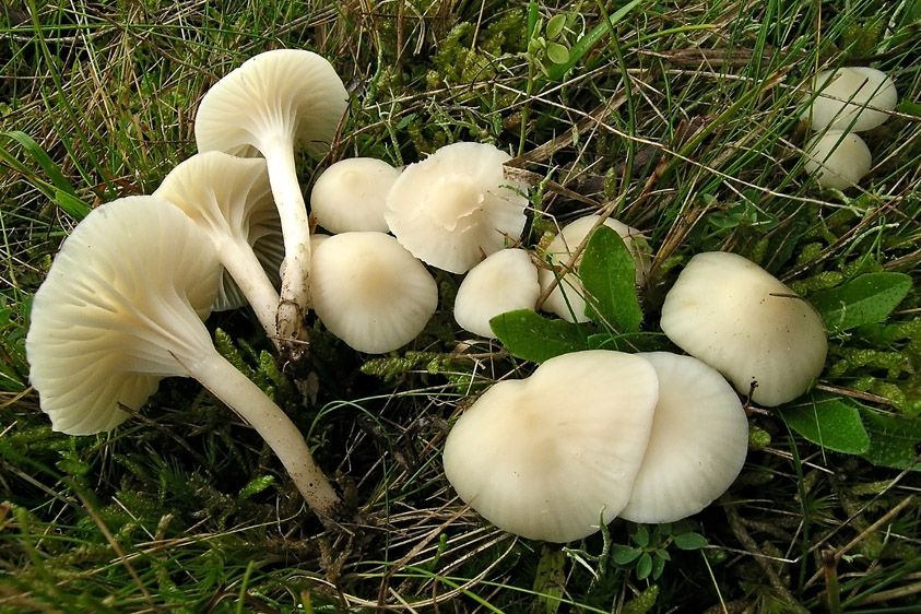 Hygrocybe virginea (door Henk Huijser)