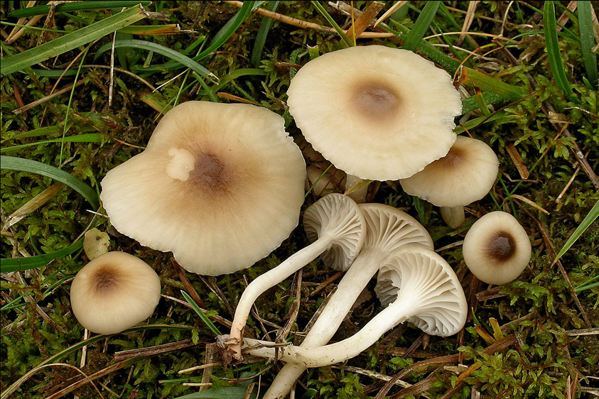 Hygrocybe virginea var. fuscescens (door Henk Huijser)