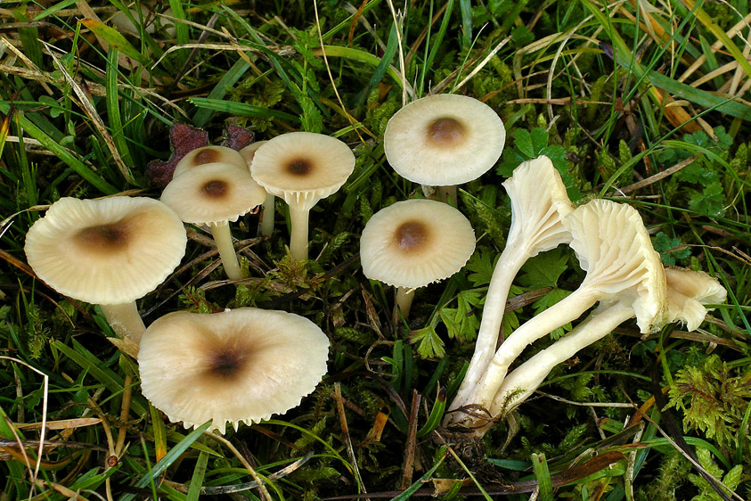 Hygrocybe virginea var. fuscescens (door Henk Huijser)