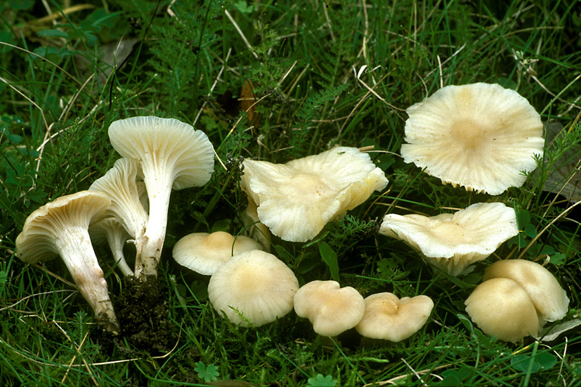 Hygrocybe virginea var. ochraceopallida (door Henk Huijser)