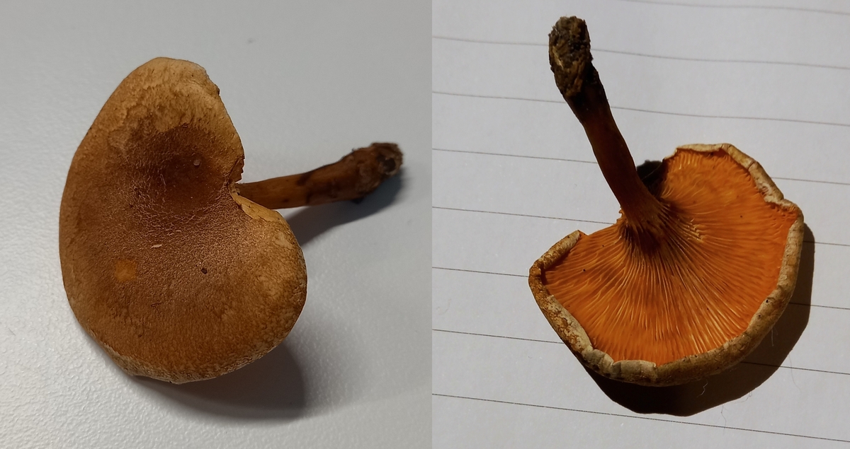 Hygrophoropsis fuscosquamula (door Aldert Gutter)