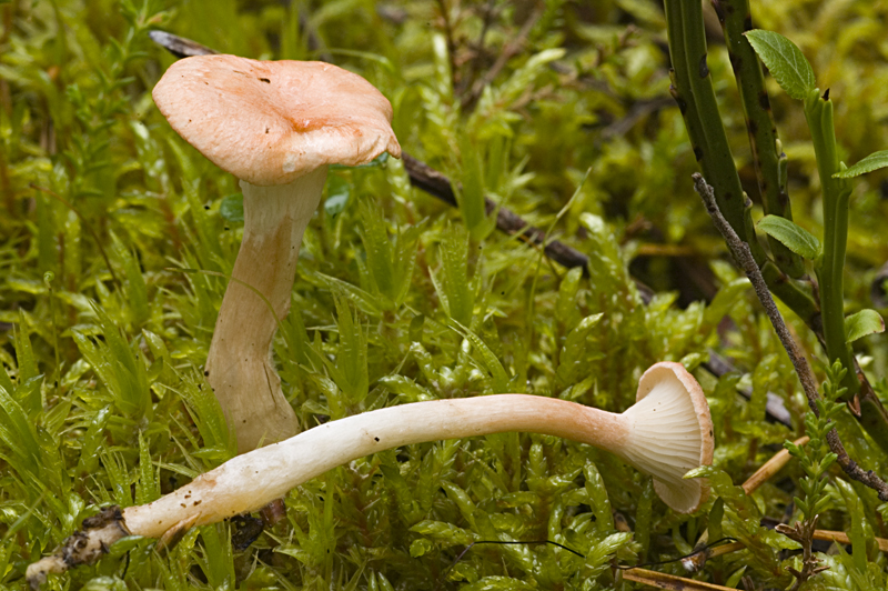Hygrophoropsis morganii (door Nico Dam)