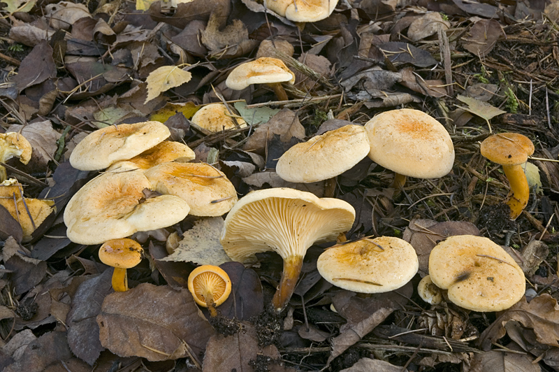 Hygrophoropsis aurantiaca (door Nico Dam)