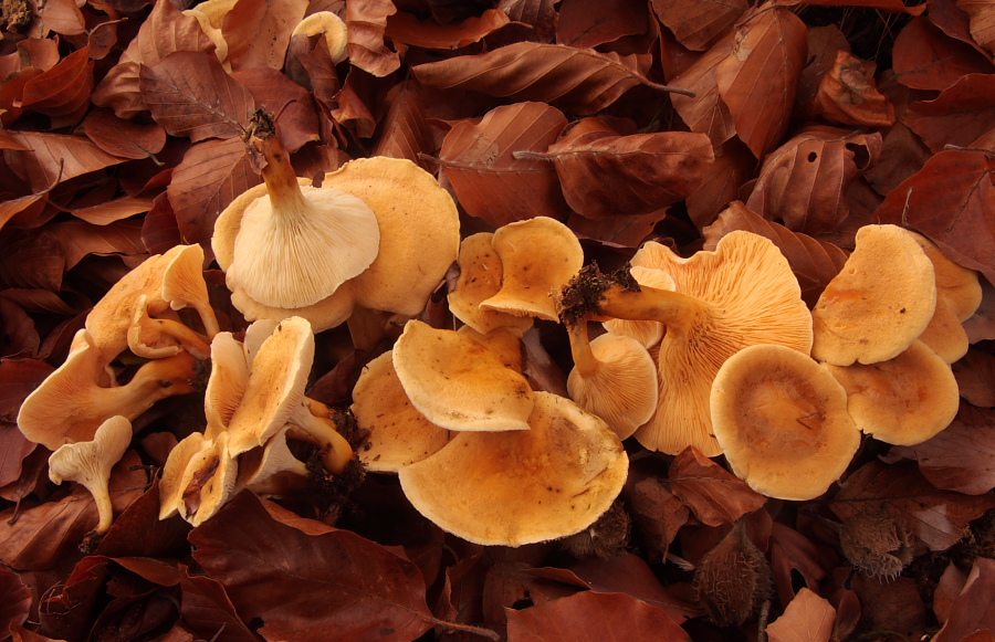 Hygrophoropsis aurantiaca (door Aldert Gutter)