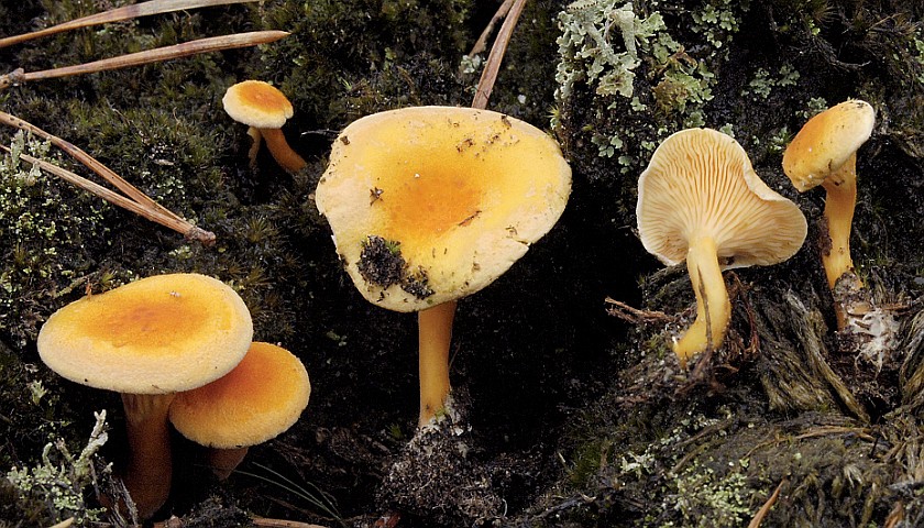 Hygrophoropsis aurantiaca (door Nico Dam)