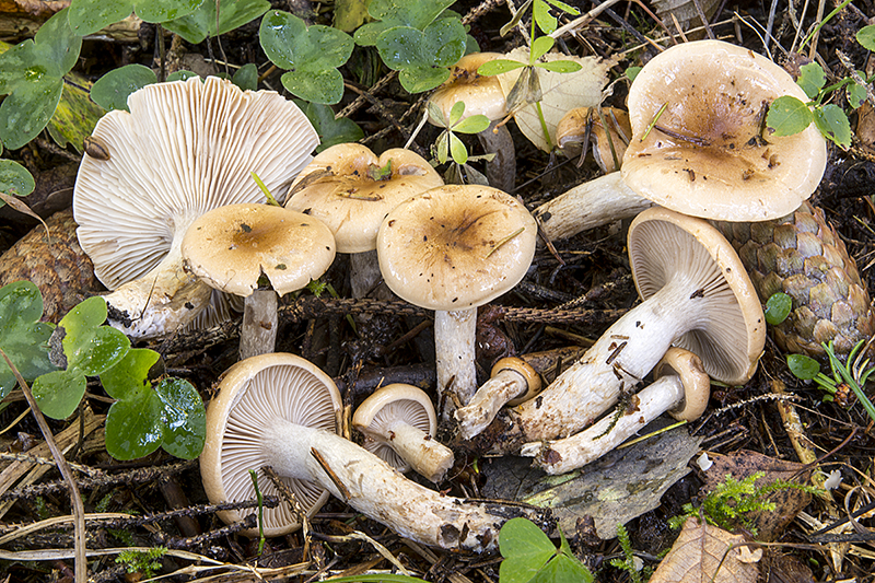 Hygrophorus discoideus (door Nico Dam)