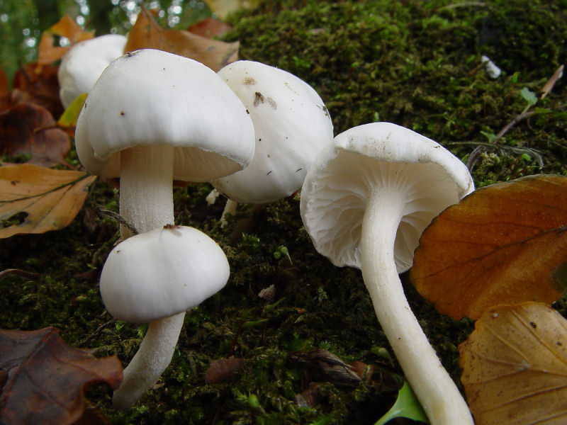 Hygrophorus eburneus (door André Houter)