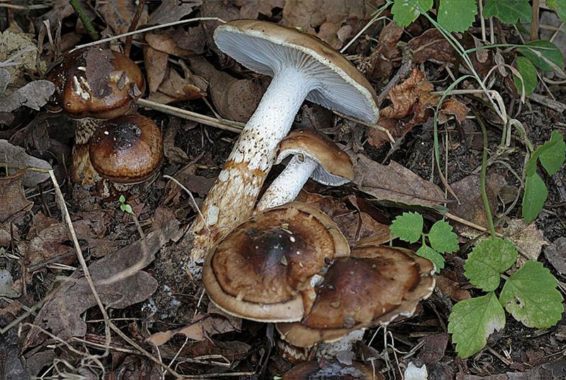 Hygrophorus persoonii (door Menno Boomsluiter)