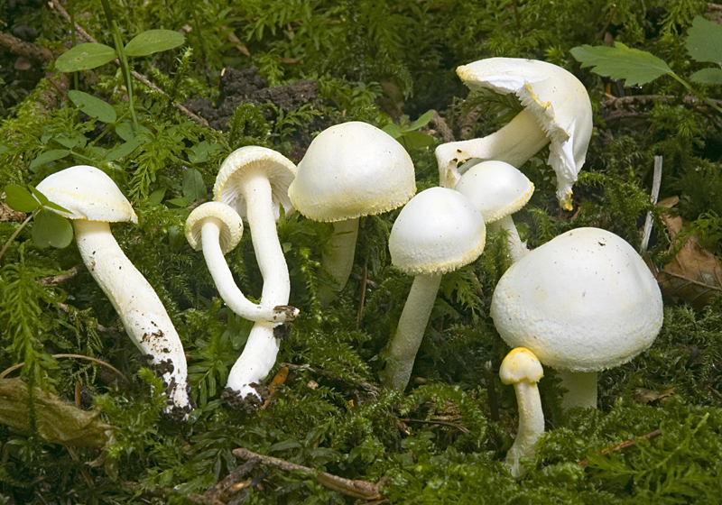 Hygrophorus chrysodon (door Nico Dam)