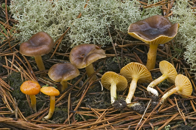 Hygrophorus hypothejus (door Nico Dam)