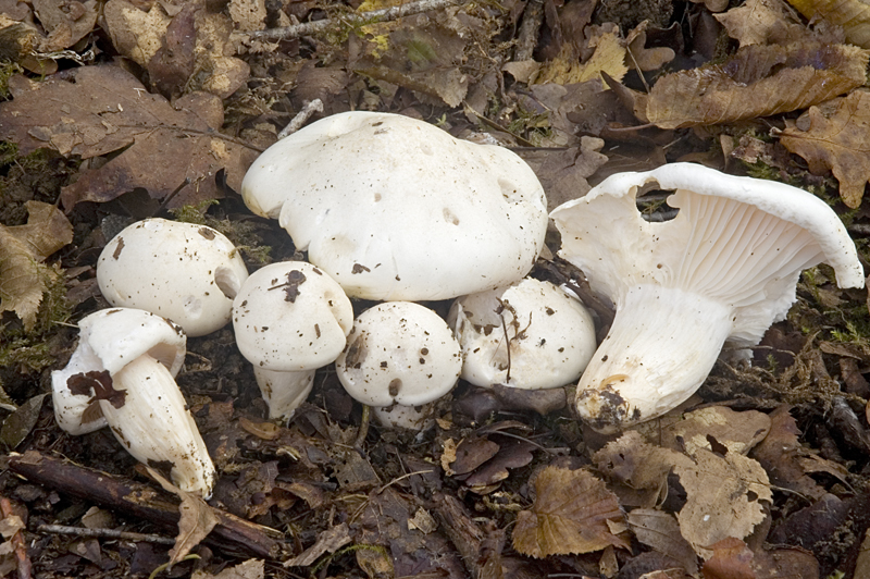 Hygrophorus penarius (door Nico Dam)