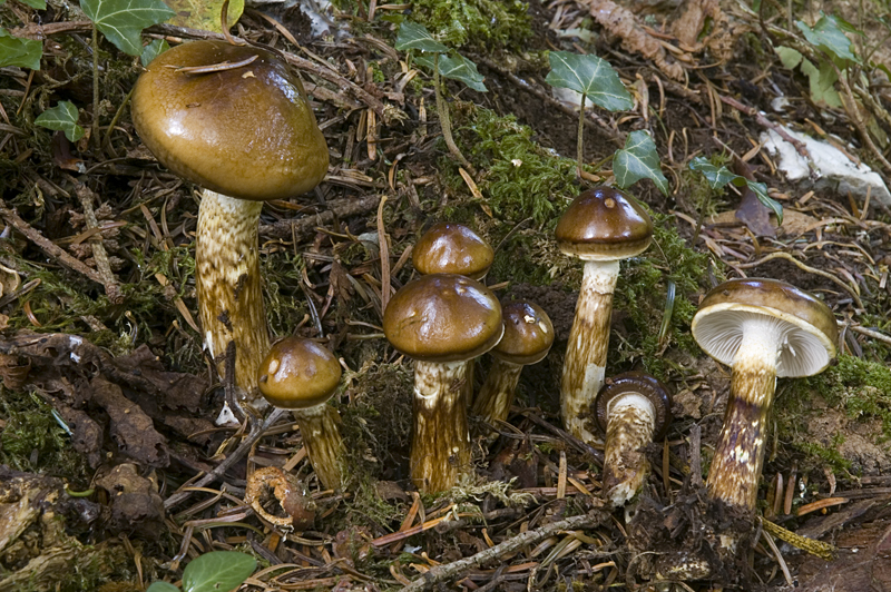 Hygrophorus persoonii (door Nico Dam)