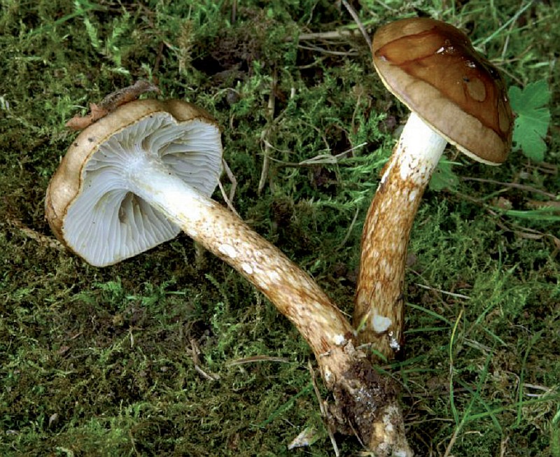 Hygrophorus persoonii (door Ben Meurs)