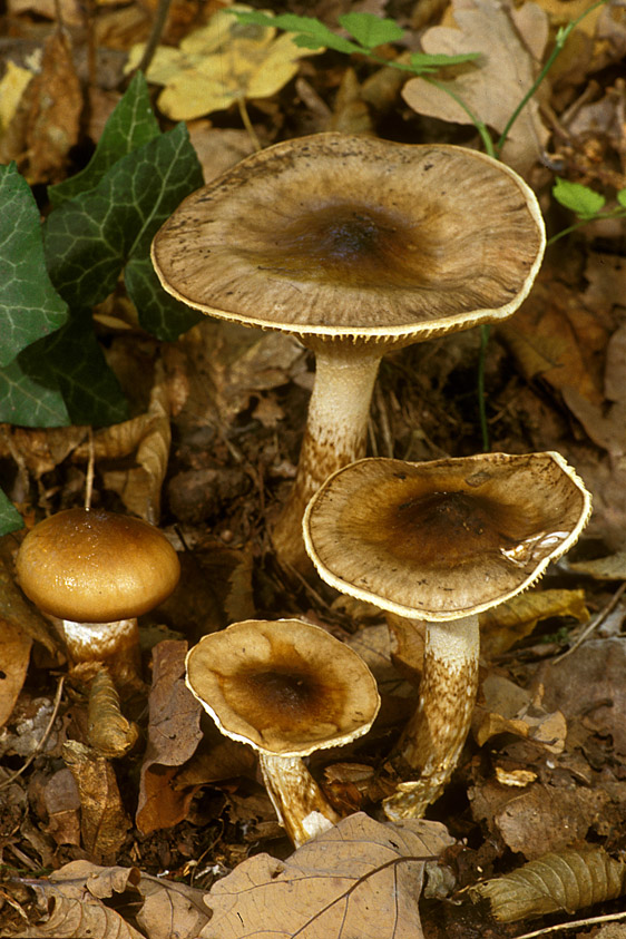 Hygrophorus persoonii (door Henk Huijser)