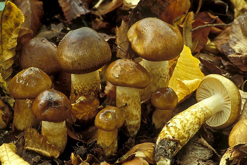 Hygrophorus persoonii (door Henk Huijser)