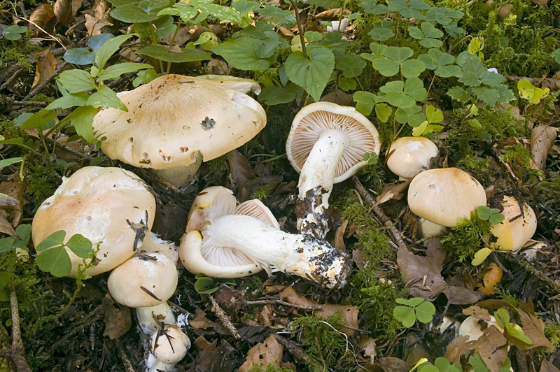 Hygrophorus pudorinus sl, incl. poetarum (door Nico Dam)