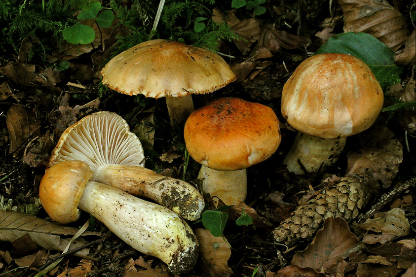 Hygrophorus pudorinus sl, incl. poetarum (door Henk Huijser)