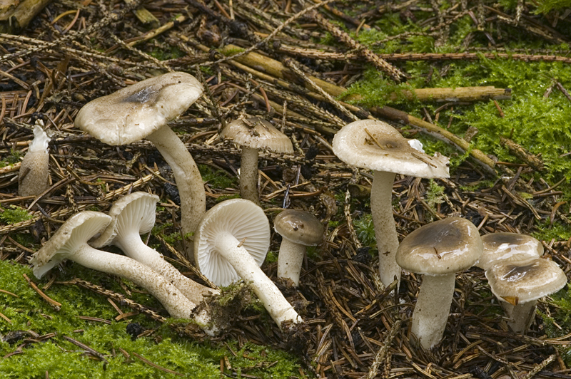 Hygrophorus pustulatus (door Nico Dam)