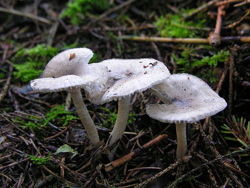 Hygrophorus pustulatus (door Marian Jagers)