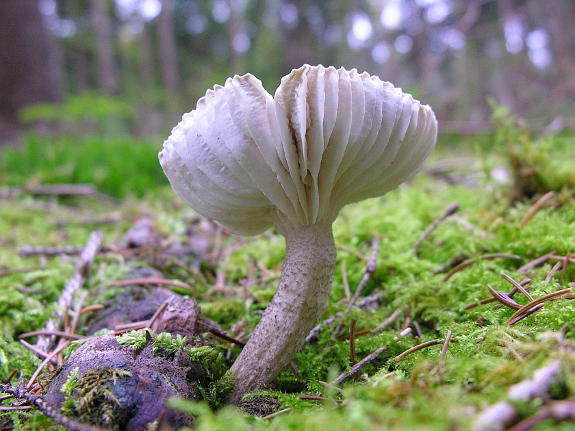 Hygrophorus pustulatus (door Marian Jagers)