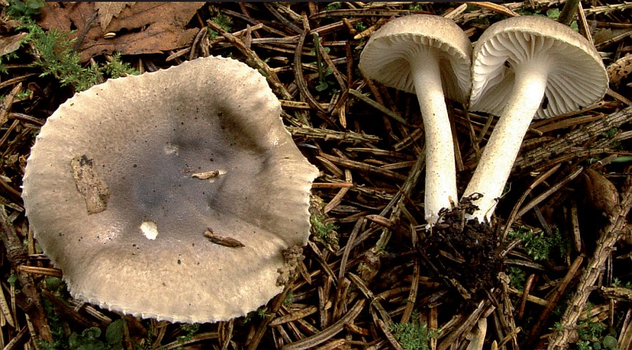 Hygrophorus pustulatus (door Yvonne Dijkman)