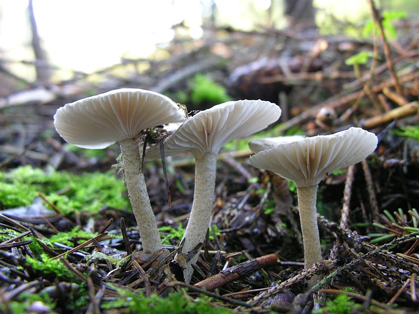 Hygrophorus pustulatus (door Marian Jagers)