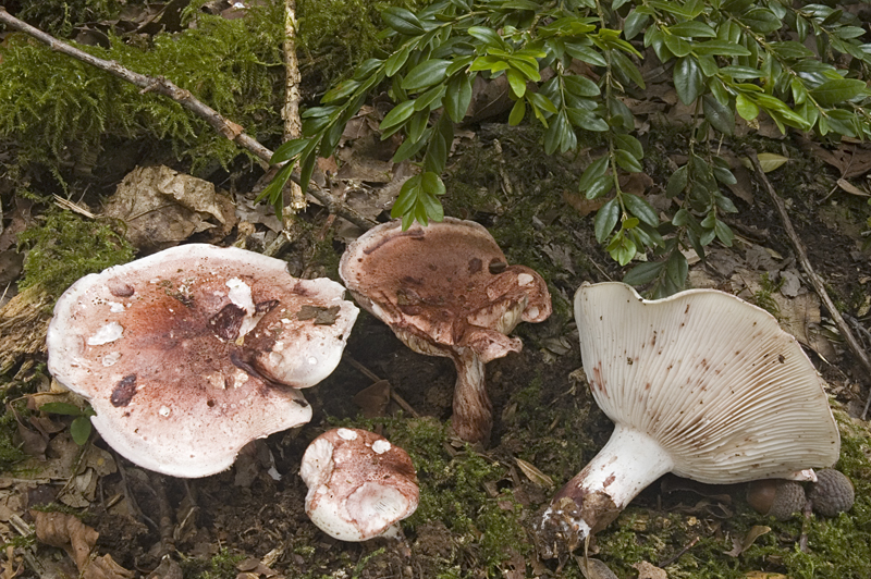 Hygrophorus russula (door Nico Dam)