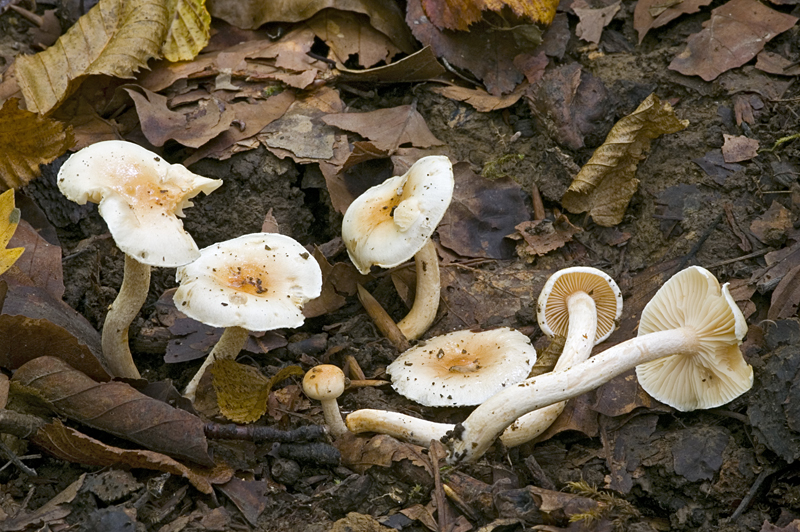 Hygrophorus unicolor (door Nico Dam)