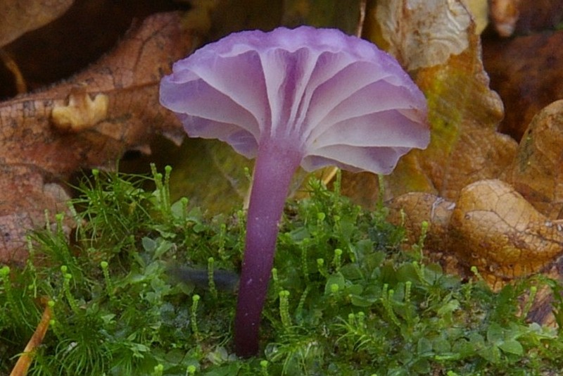 Hygrocybe viola (door Herman ten Grotenhuis)