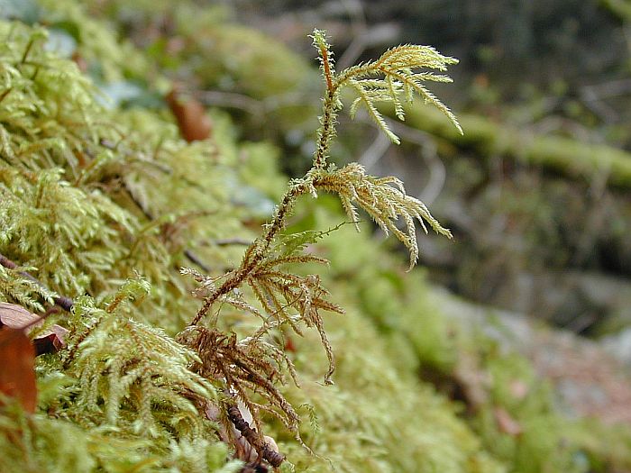 Loeskeobryum brevirostre (door Michael Lueth (www.milueth.de))