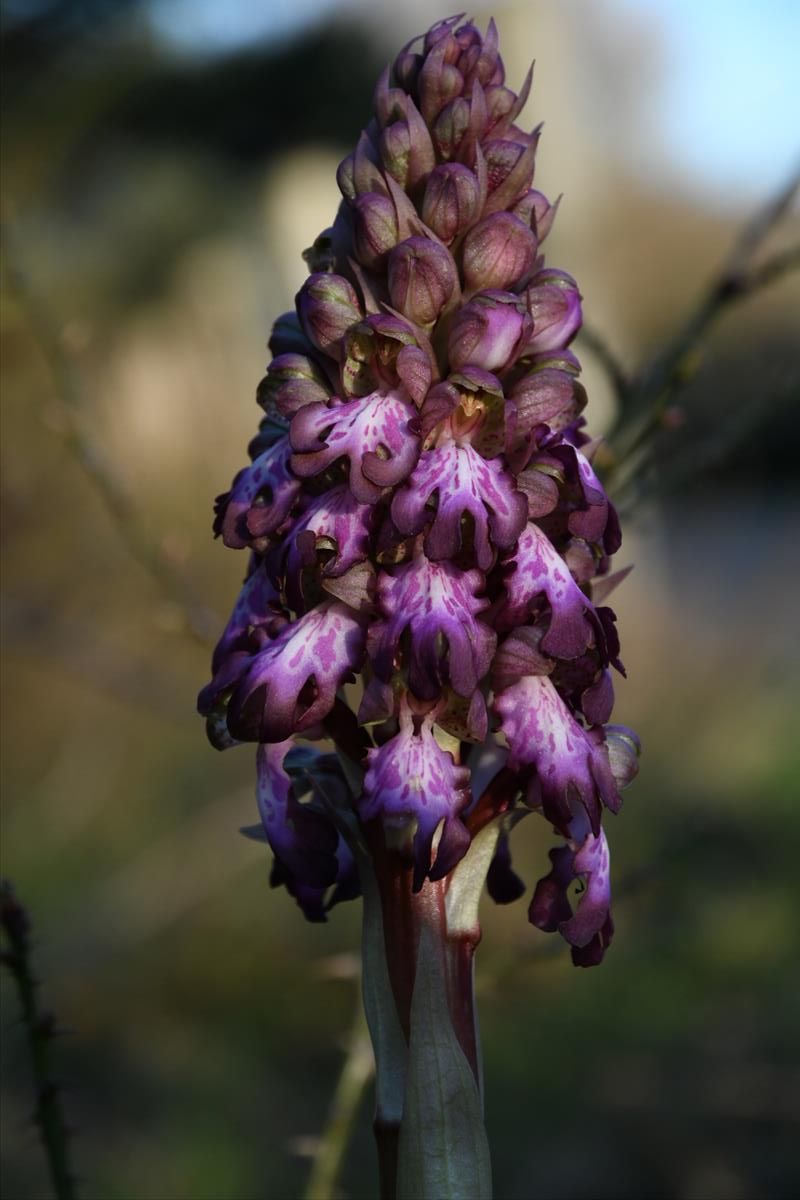 Himantoglossum robertianum (door Casper Zuyderduin)