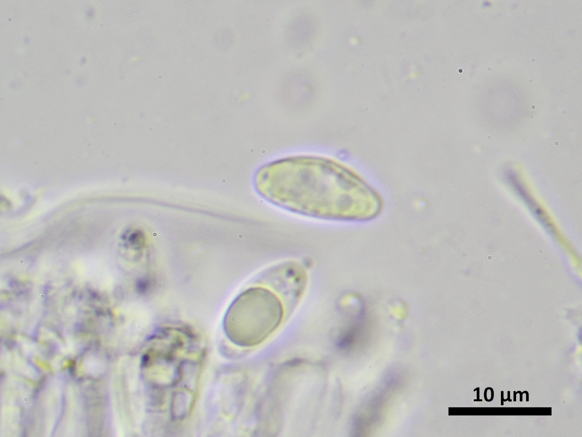 Hymenelia ceracea (door Henk-Jan van der Kolk)