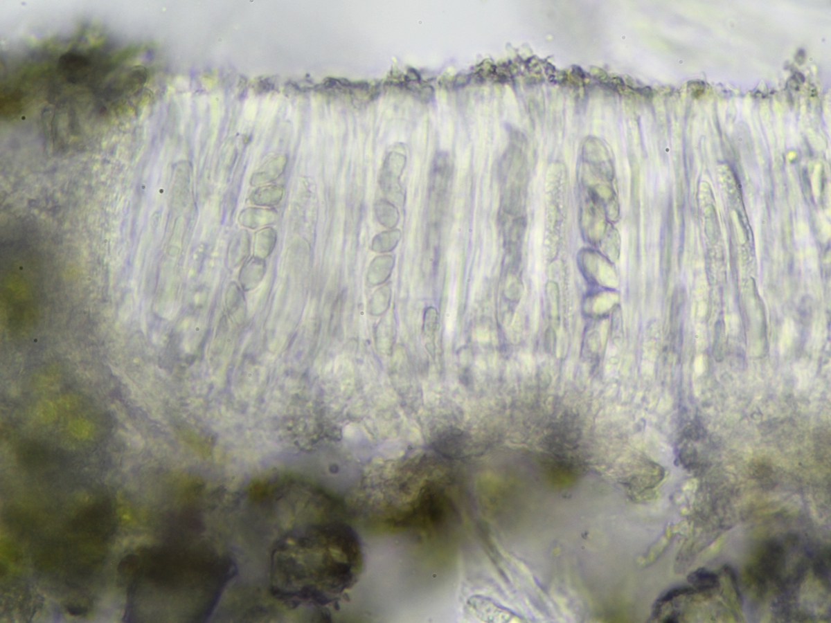 Hymenelia ceracea (door Henk-Jan van der Kolk)