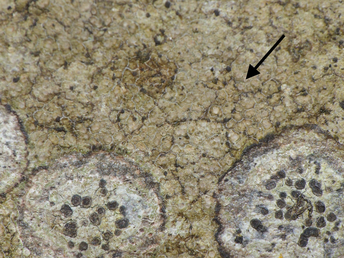 Hymenelia ceracea (door Henk-Jan van der Kolk)