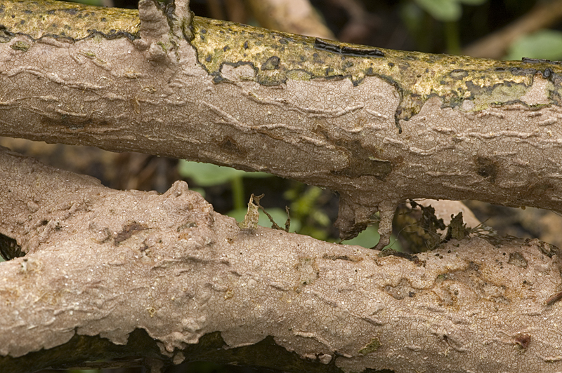 Hymenochaete corrugata (door Nico Dam)