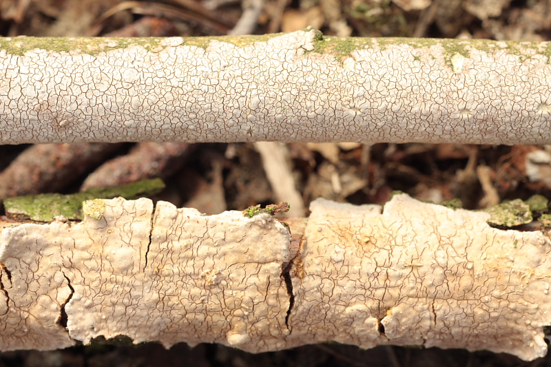 Hymenochaete corrugata (door Aldert Gutter)