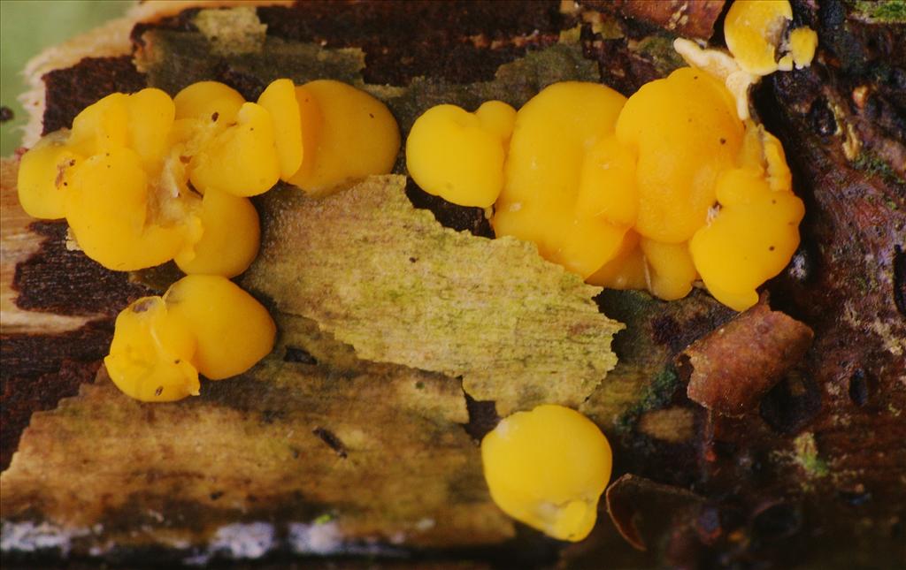 Hymenoscyphus calyculus (door Henk Remijn)