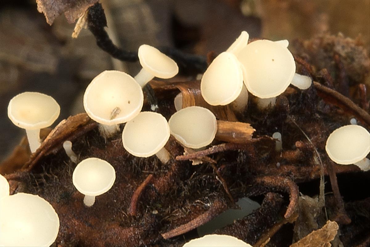 Hymenoscyphus fagineus (door John den Daas)