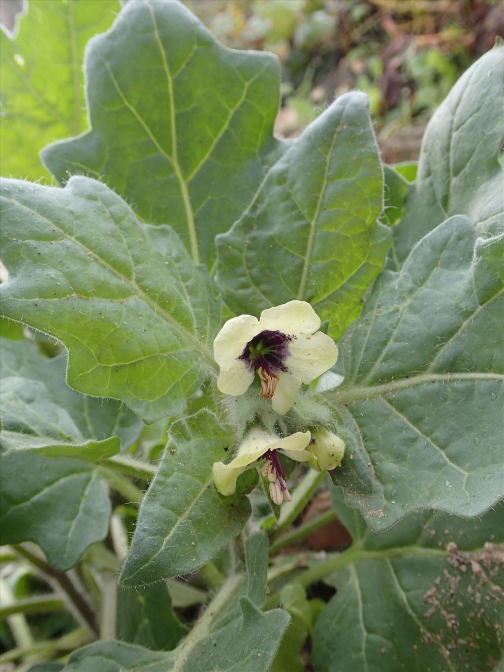 Hyoscyamus albus (door Adrie van Heerden)