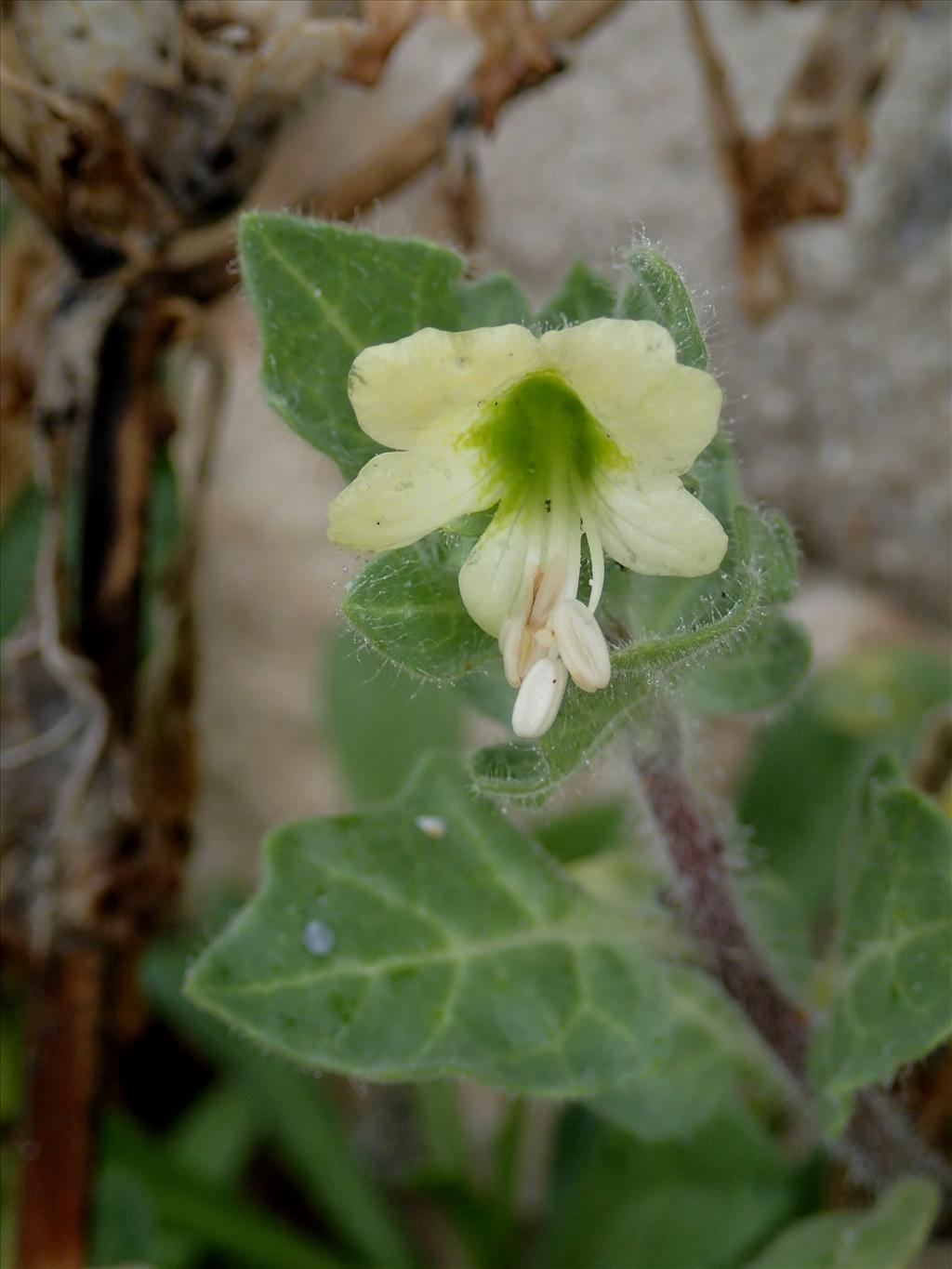 Hyoscyamus albus (door Adrie van Heerden)