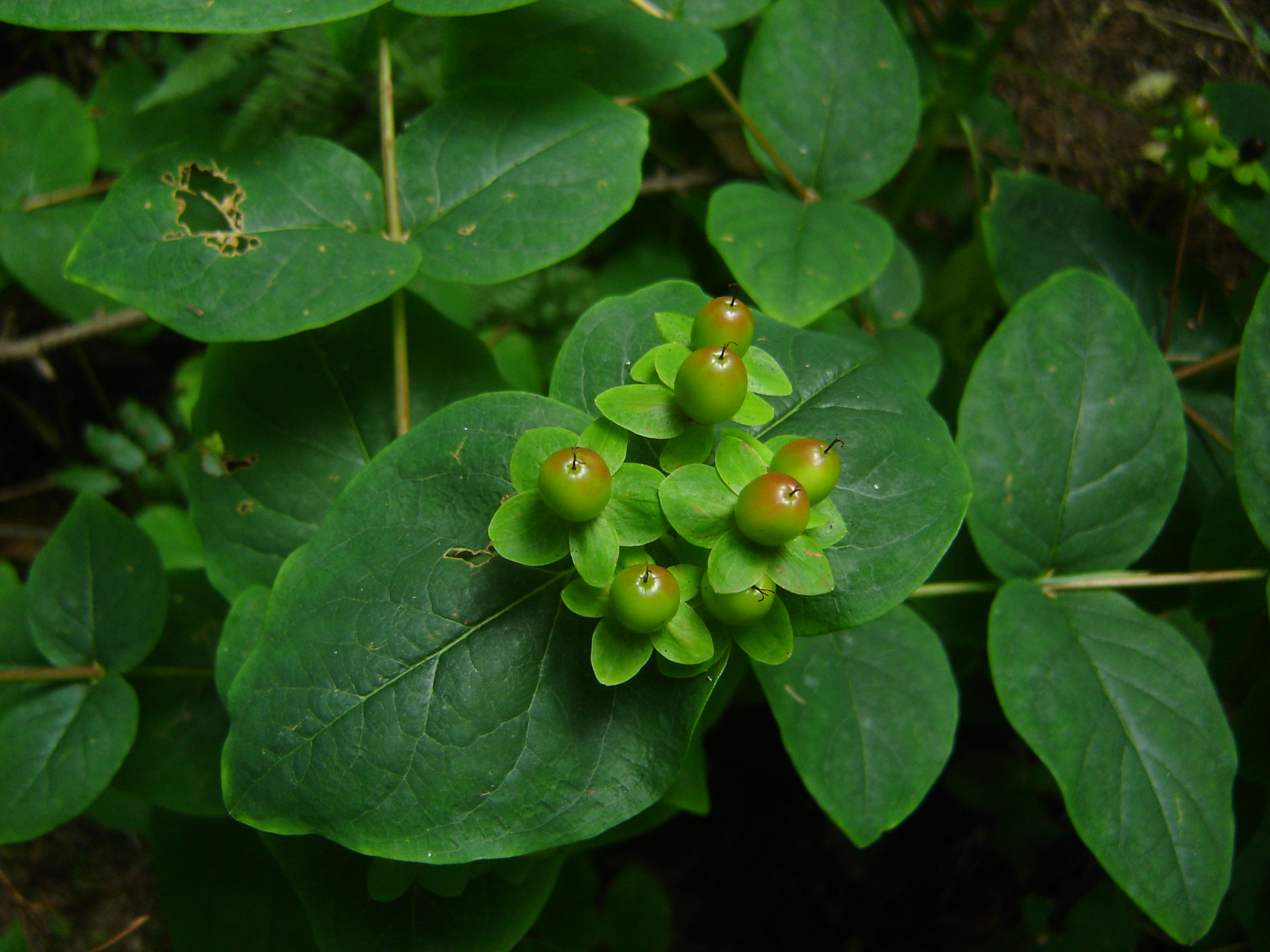 Hypericum x inodorum (door Ruud Beringen)