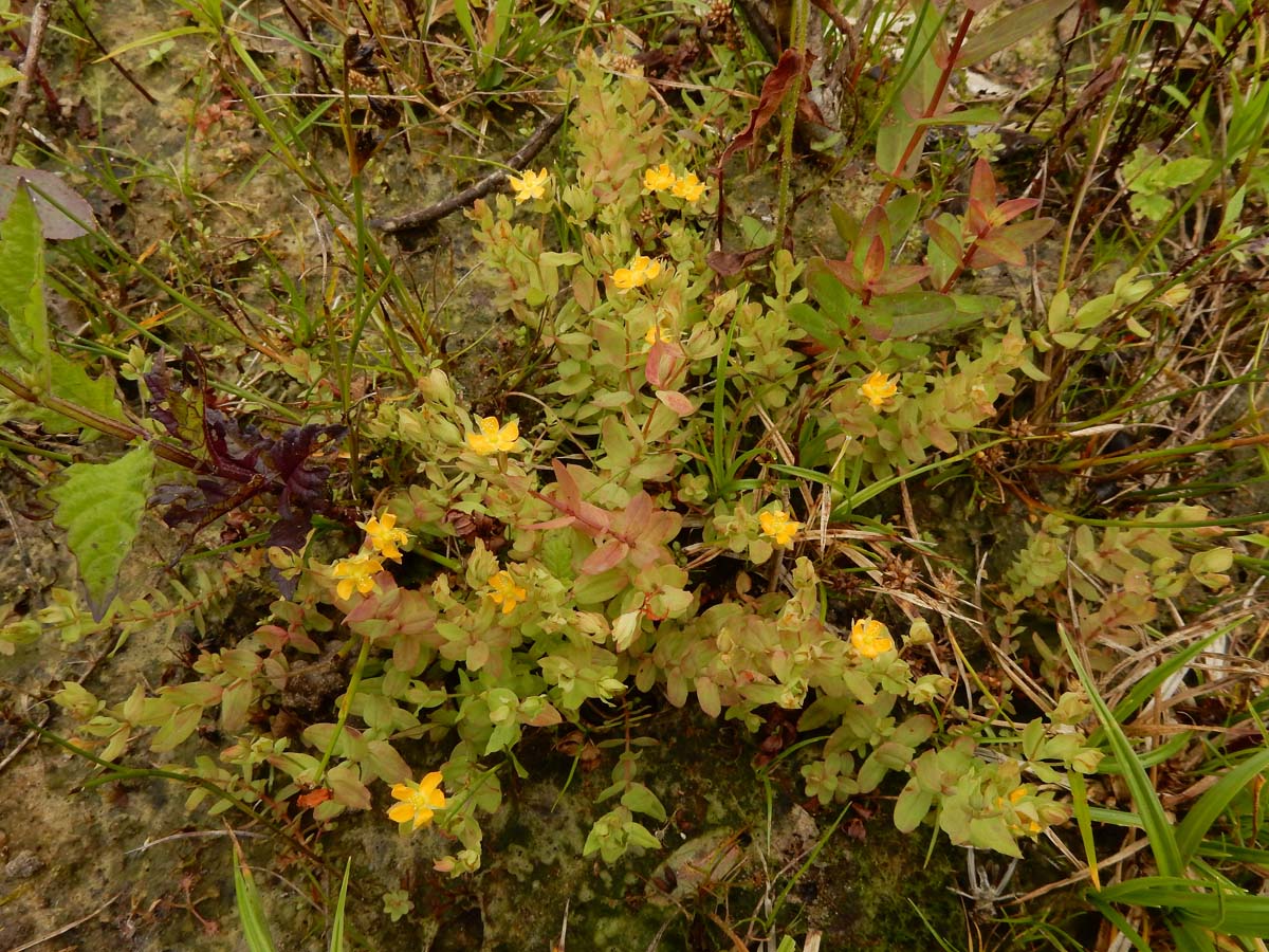 Hypericum anagalloides (door Ed Stikvoort | Saxifraga)