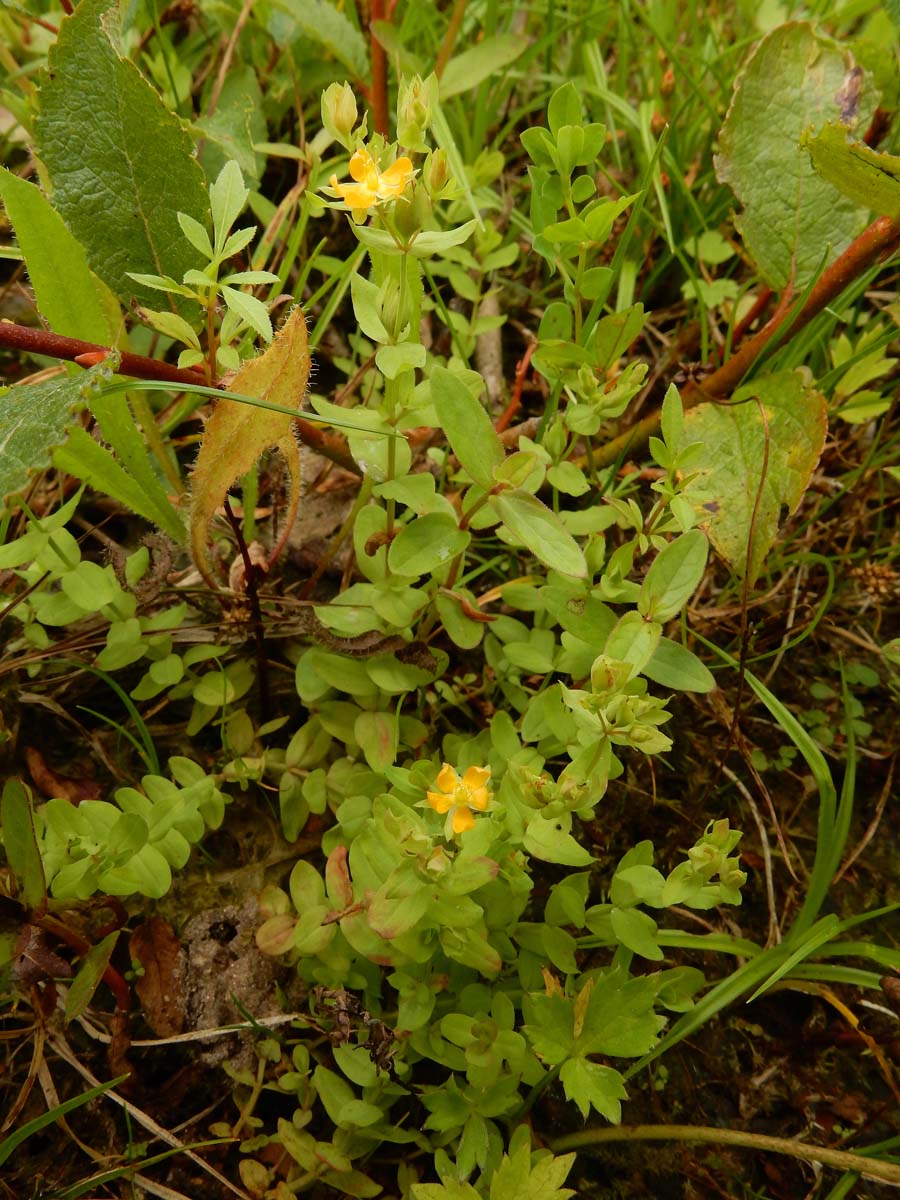 Hypericum anagalloides (door Ed Stikvoort | Saxifraga)