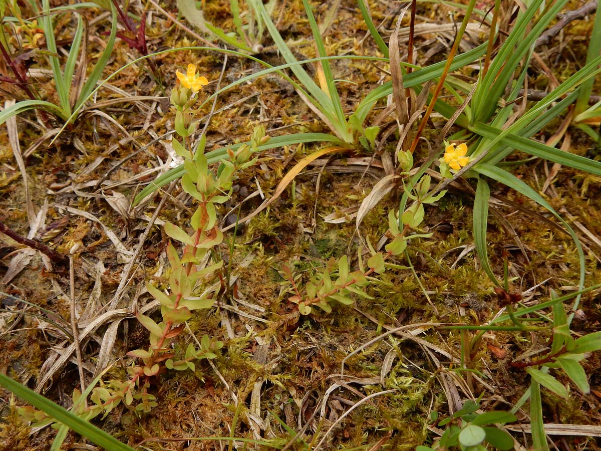 Hypericum anagalloides (door Ed Stikvoort | Saxifraga)